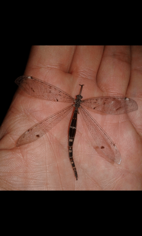 Myrmeleontidae : Distoleon tetragrammicus? S